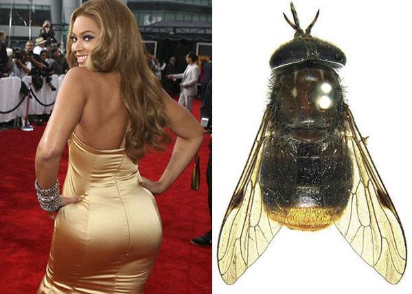 https://cdn.idntimes.com/content-images/post/20170928/beyonce-bug-57a9a9df29a7a142a6dd7d57f2a483fd.jpg