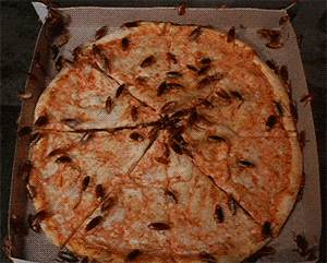 https://cdn.idntimes.com/content-images/post/20170902/cockroaches-pizza-68367-6c4b237f669ca30a6cf40dd9a9c4b438.gif