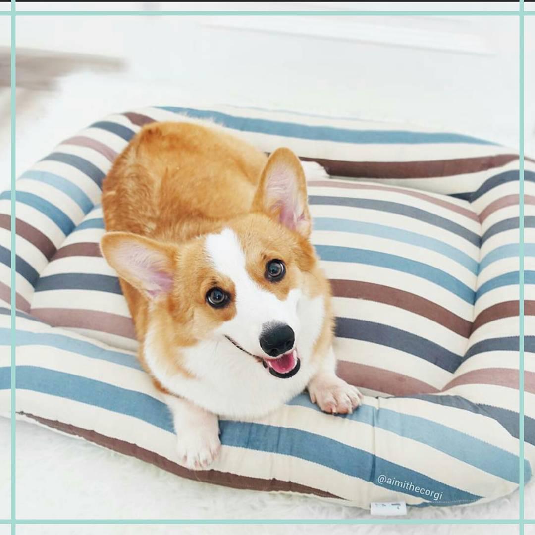 https://cdn.idntimes.com/content-images/post/20170306/dream-pet-c140865da7c24a8f3cccaf0e15e04200.jpg