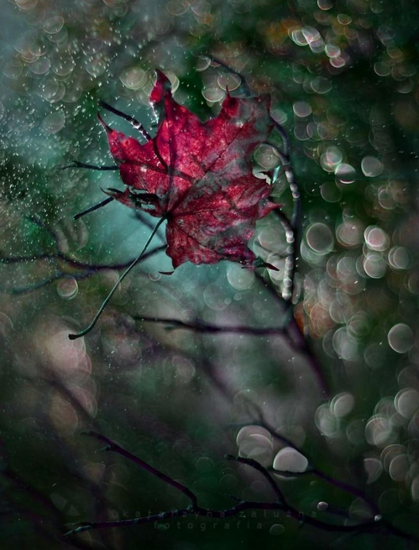 https://cdn.idntimes.com/content-images/post/20170314/foto-lensa-macro-10-85202bfee023693d12d789049cc527f8.jpg