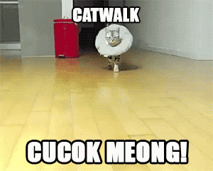 https://cdn.idntimes.com/content-images/post/20170919/gipcathy-1dee22d441c1f92d98421e80ecd5b5e8.gif