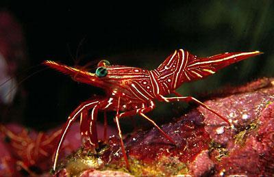 https://cdn.idntimes.com/content-images/post/20180227/hinge-beak-shrimp-thailand-linda-e51d119909a9a22bd3eaffd0ad88b400.jpg