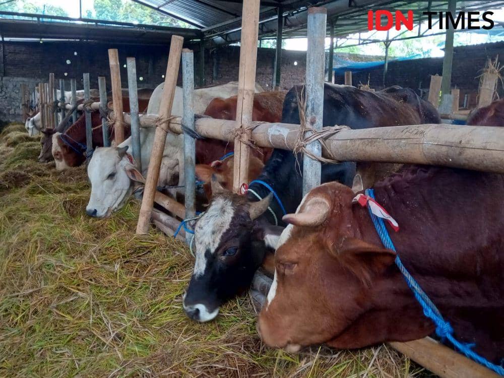 Ilustrasi ternak sapi untuk korban.(IDN Times/Daruwaskita)