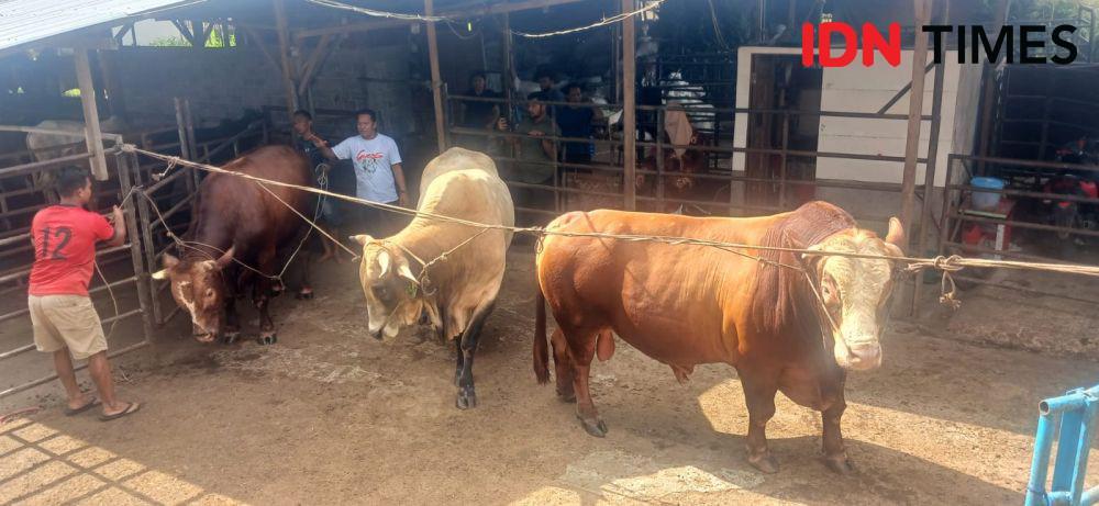 Ini Penampakan 3 Sapi Monster, Hewan Kurban Presiden Prabowo di Binjai