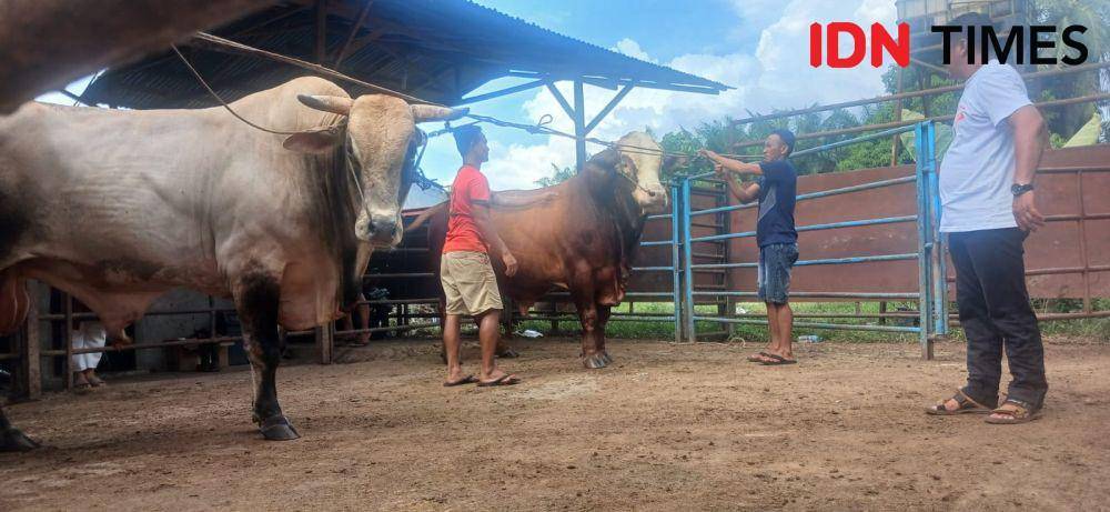 3 Penanganan jika Terkena Cipratan Darah Hewan Kurban