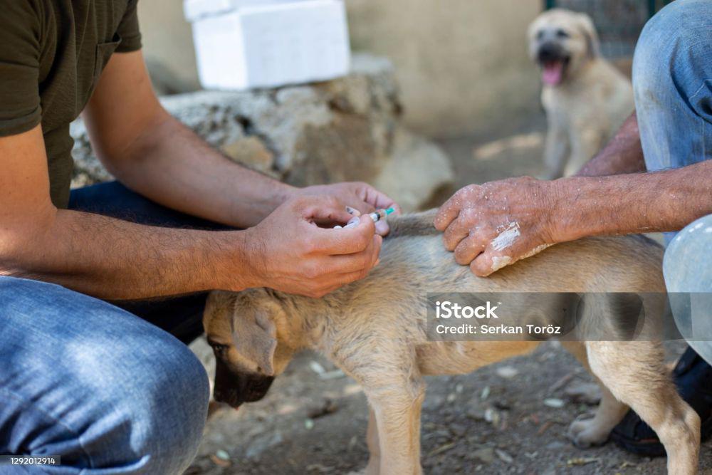 Vaksin rabies pada anjing. (Dok. iStock)