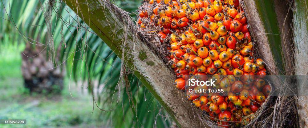 Ilustrasi Tandan Buah Segar (TBS). (Dok. iStock)
