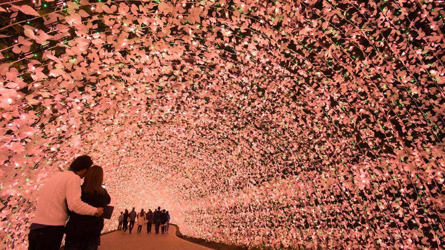 https://cdn.idntimes.com/content-images/post/20180119/japan-hosts-winter-light-festival-and-the-results-are-astounding-5a55464512961-880-84f2c71cd87587fcf8418b3ea7915f58.jpg