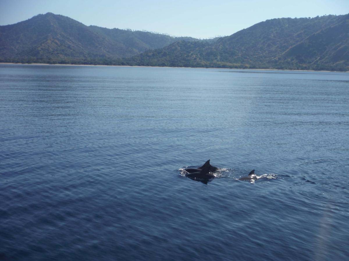 https://cdn.idntimes.com/content-images/post/20161009/komodo10-b7d58d909eb3628353776eb49d75d175.jpg