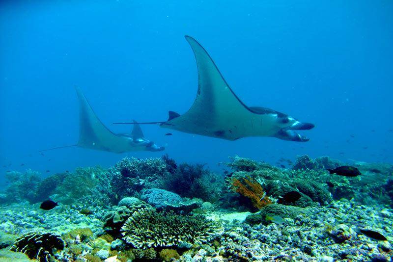 https://cdn.idntimes.com/content-images/post/20161009/komodo5-babc43bd94e1f779be6d7b1652d0d526.jpg