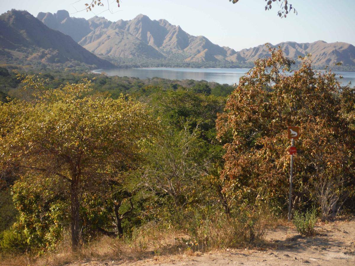 https://cdn.idntimes.com/content-images/post/20161009/komodo8-2e49fedf654dbcc7de82494a577d7be7.jpg