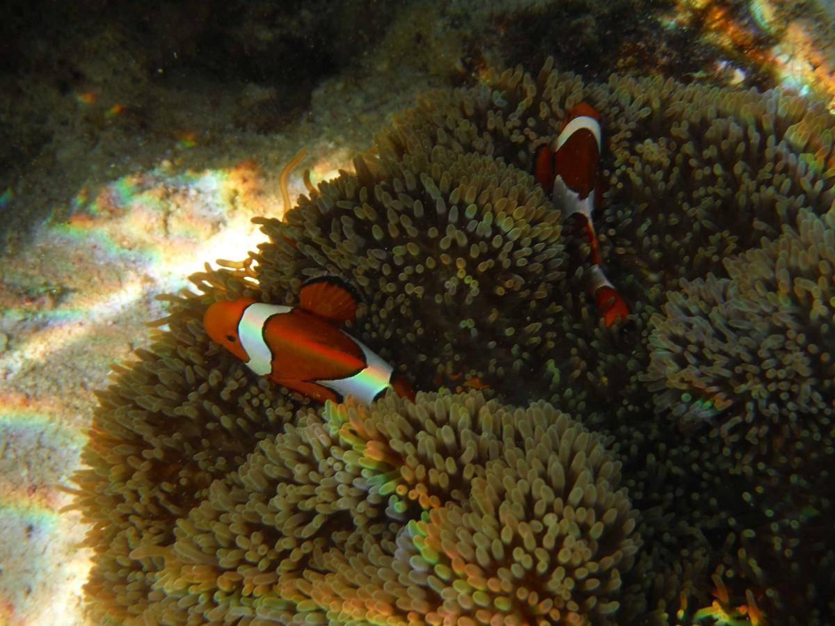 https://cdn.idntimes.com/content-images/post/20161009/nemo-a42bc6344c3f8a5b9a5116208353780c.jpg