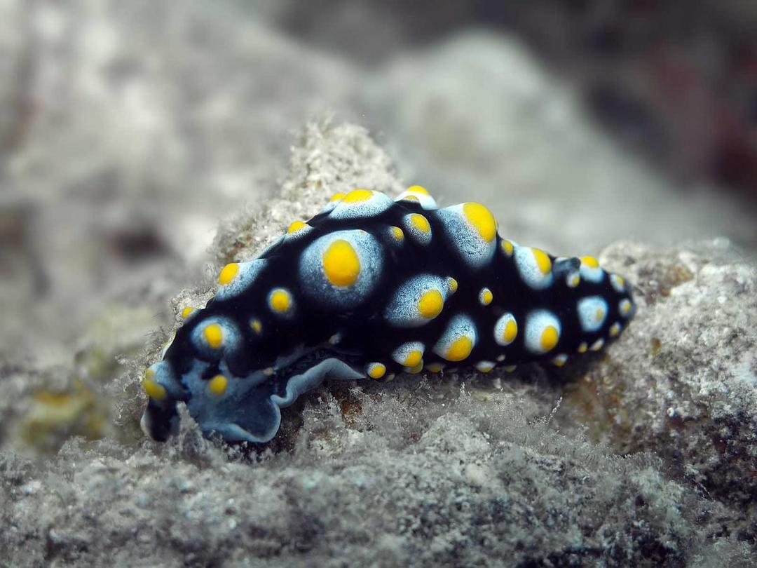 https://cdn.idntimes.com/content-images/post/20180227/nudibranch-fryeria-menindie-img-4166-a8c77071cf8059d1b5a1d5869c1358d0.jpg