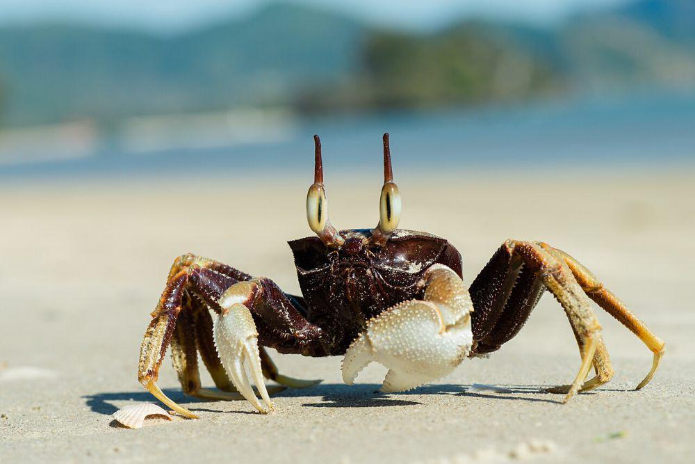 5 Kepiting Unik yang Hidup di Pulau Natal, Ada yang Biru