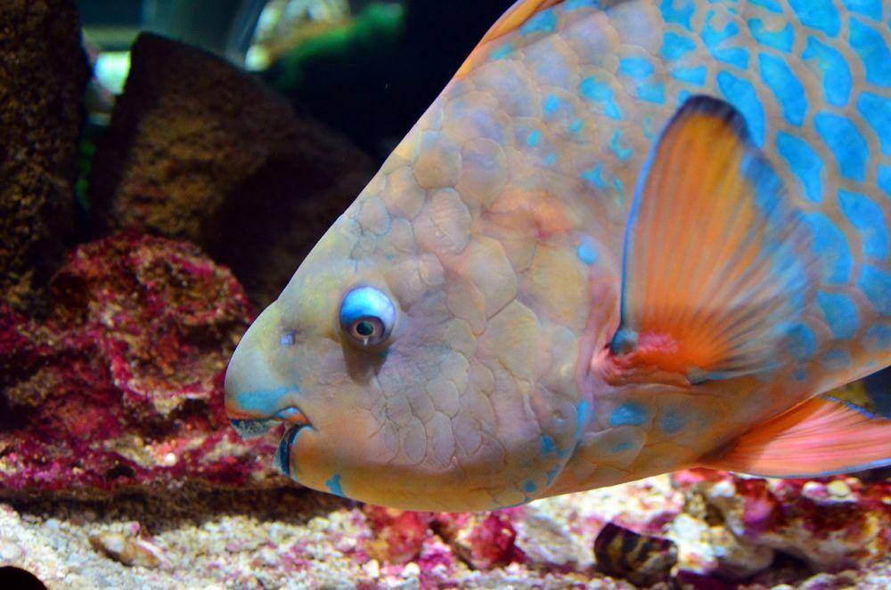 Ikan kakatua (pixabay.com/jbwilder75)