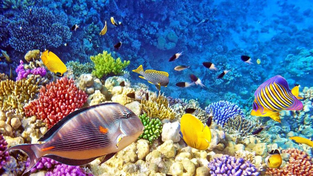 https://cdn.idntimes.com/content-images/post/20170918/raja-ampat-nature-underwater-photo-d35eb6a20e5badd78b6fdc514b6e2a86.jpg