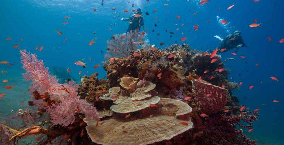 https://cdn.idntimes.com/content-images/post/20171220/reef-swarming-with-fish-amazing-reef-sea-fan-dive-amed-bali-diversity-980x500-3f65e26420bb88f9dd25c907512e6ad0.jpg