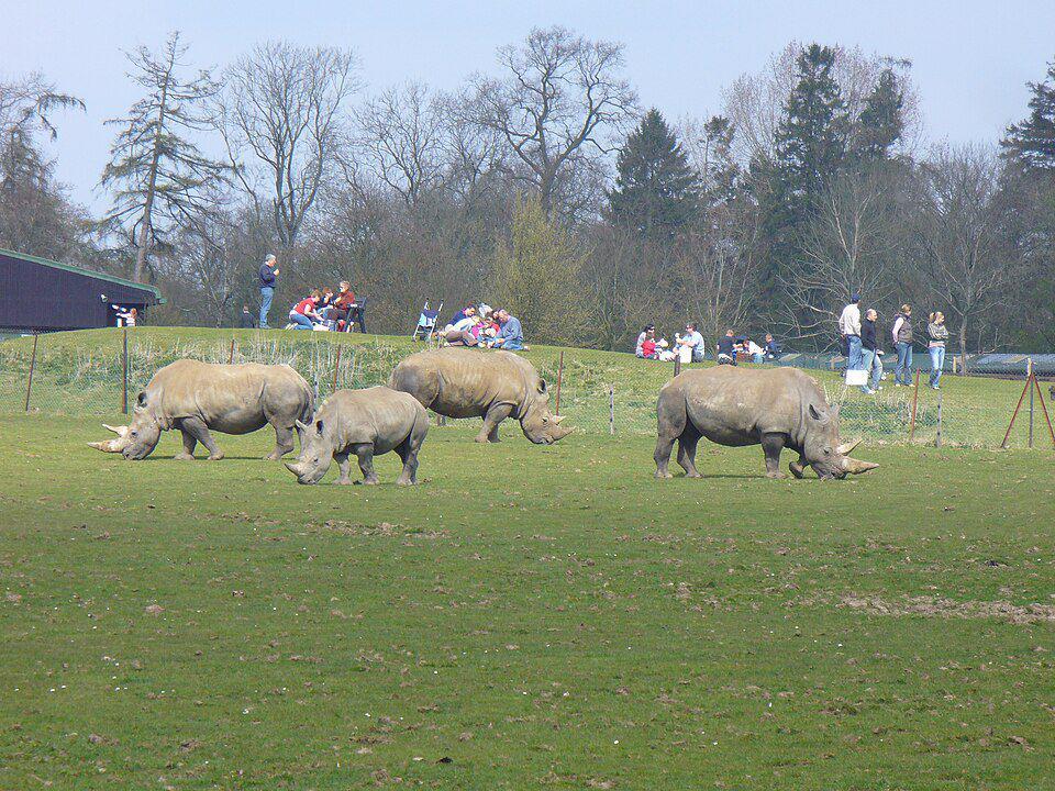 kelompok badak yang dipelihara di Whipsnade Zoo (commons.wikimedia.org/Anthony Parkes)