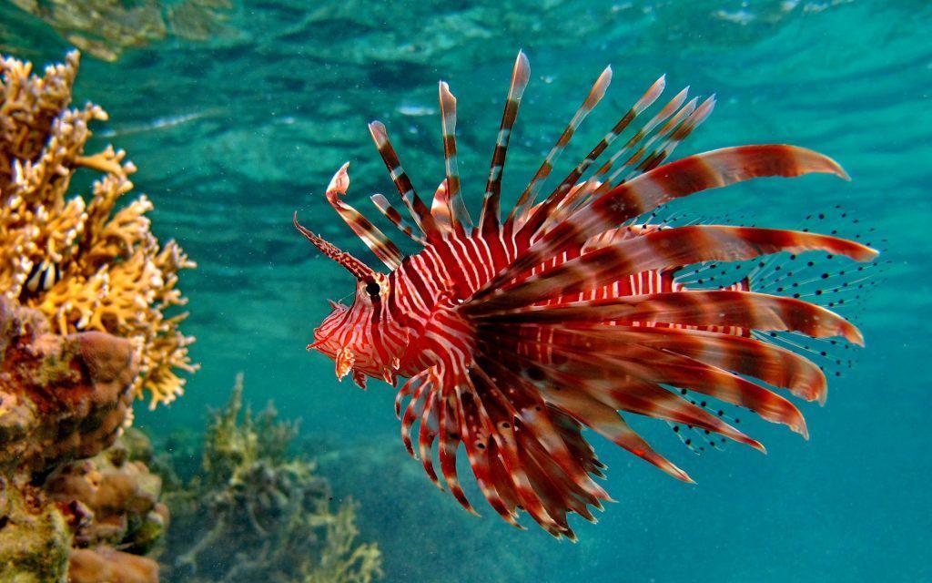 https://cdn.idntimes.com/content-images/post/20180227/roatan-tourism-lionfish-invasive-species-marine-life-1024x640-1024x640-9bb83738c5fffee94f902fb6cc6aad12.jpg