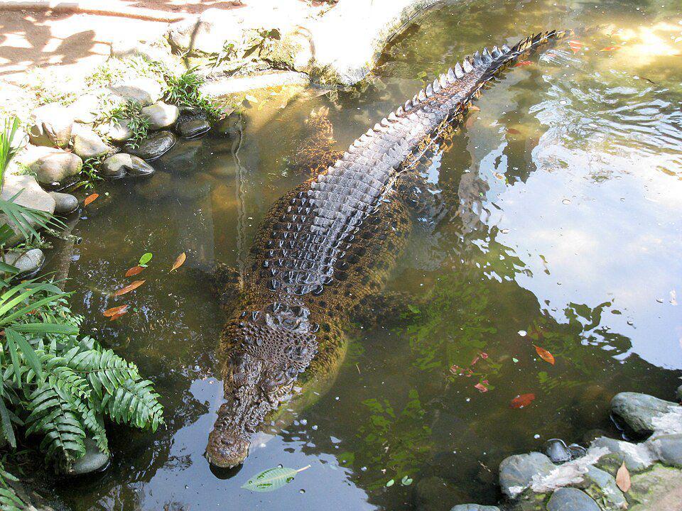 Buaya jadi salah satu contoh hewan asal kebun binatang yang bisa dilepasliarkan ke alam. (commons.wikimedia.org/Gunawan Kartapranata)