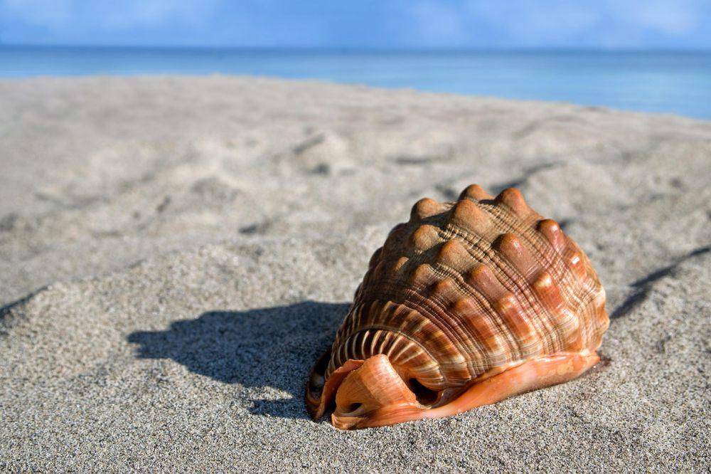 Siput Drupella (pixabay.com/Camera-man)