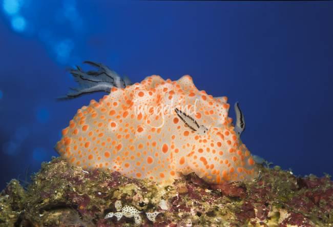 https://cdn.idntimes.com/content-images/post/20180227/stricklands-halgerda-nudibranch-art-7d56b38e583a1cf05aee7226bf2c6ea9.jpg