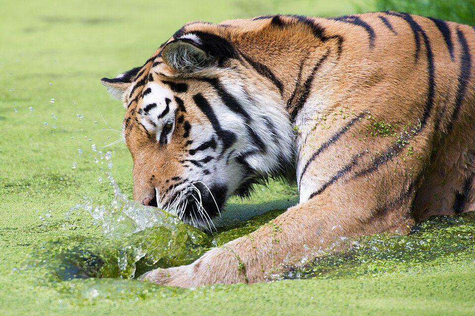 harimau siberia di Kebun Binatang Vienna sedang bermain air (commons.wikimedia.org/Alexander Leisser)