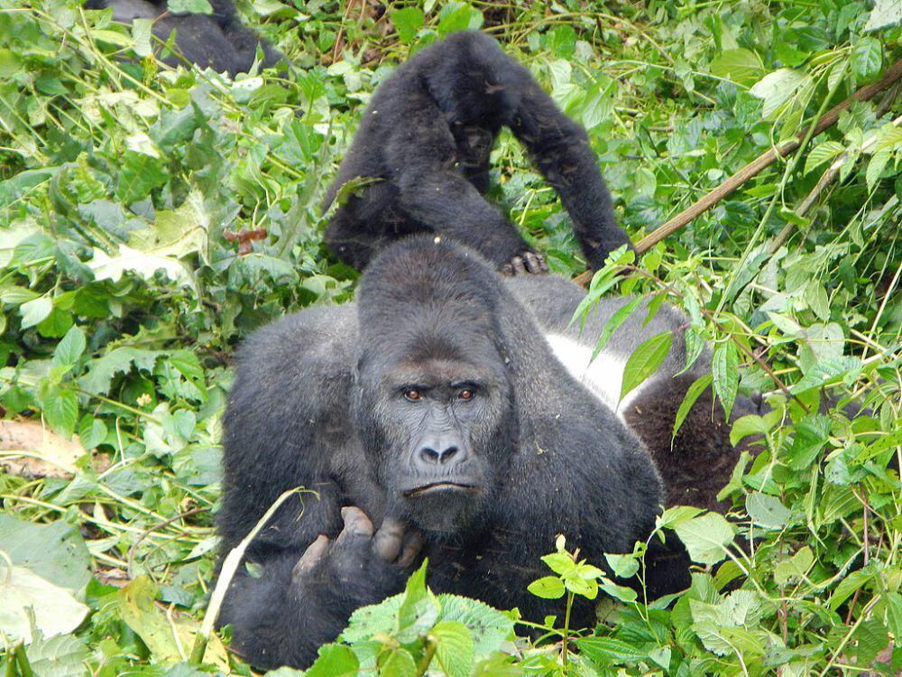 4 Primata Hanya Ditemukan di Hutan Hujan Kongo