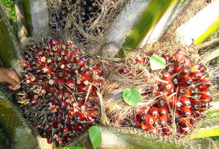 ilustrasi kelapa sawit (commons.m.wikimedia.org/Wagino 20100516)