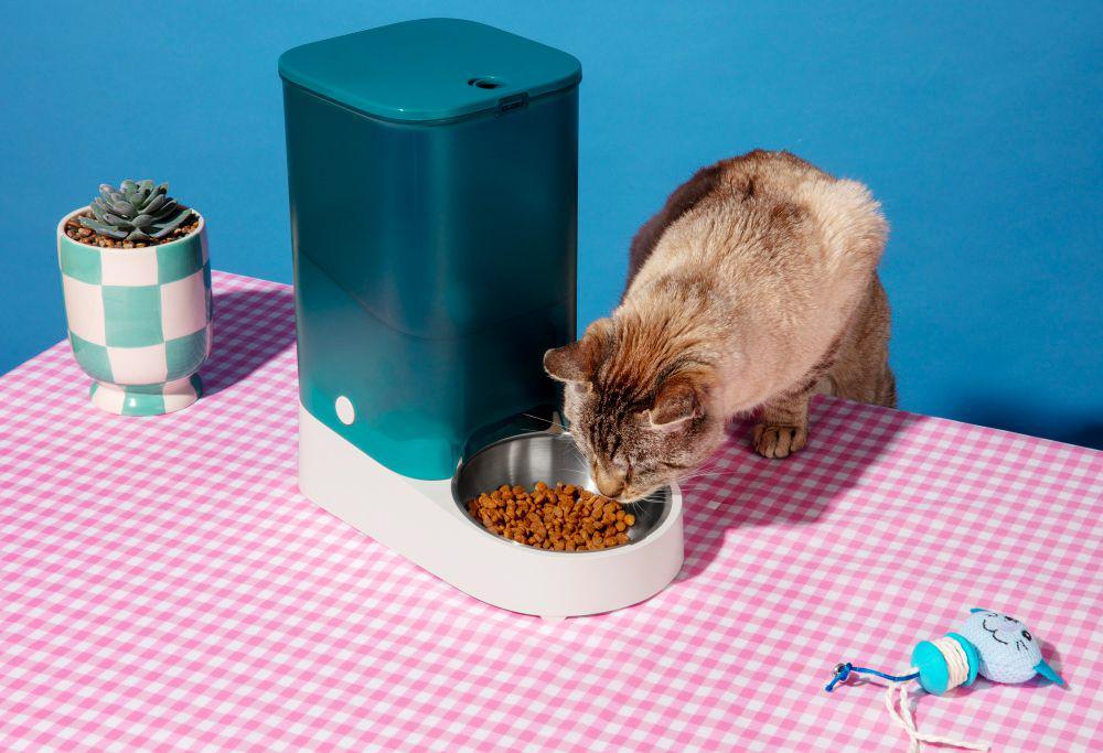 ilustrasi kucing makan (freepik.com/freepik)