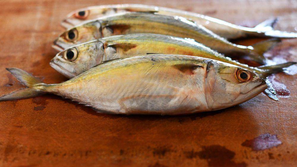 ilustrasi ikan peda (pixabay.com/Abhi_Jacob)
