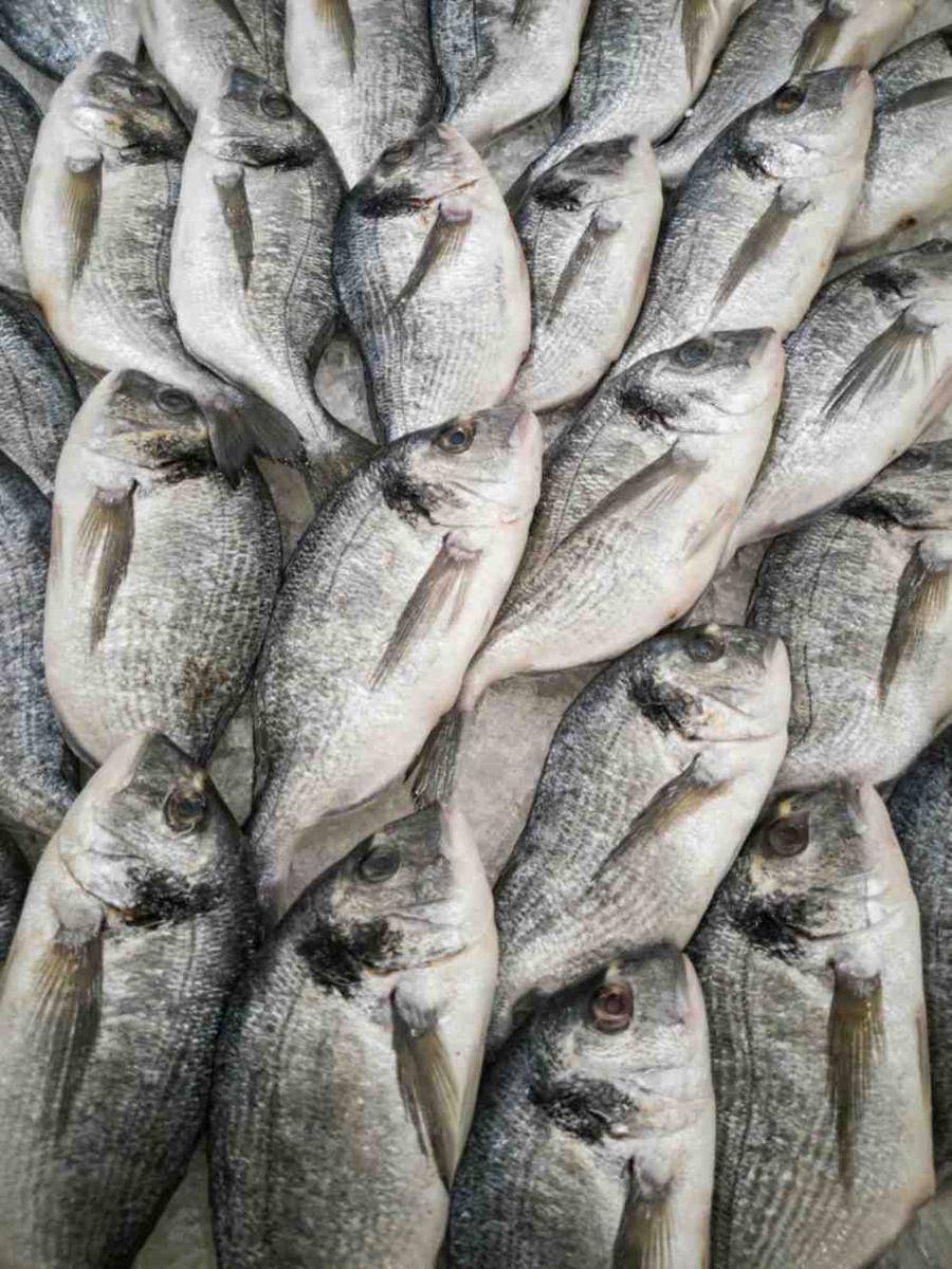 Ilustrasi ikan (pexels.com/Engin Akyurt)