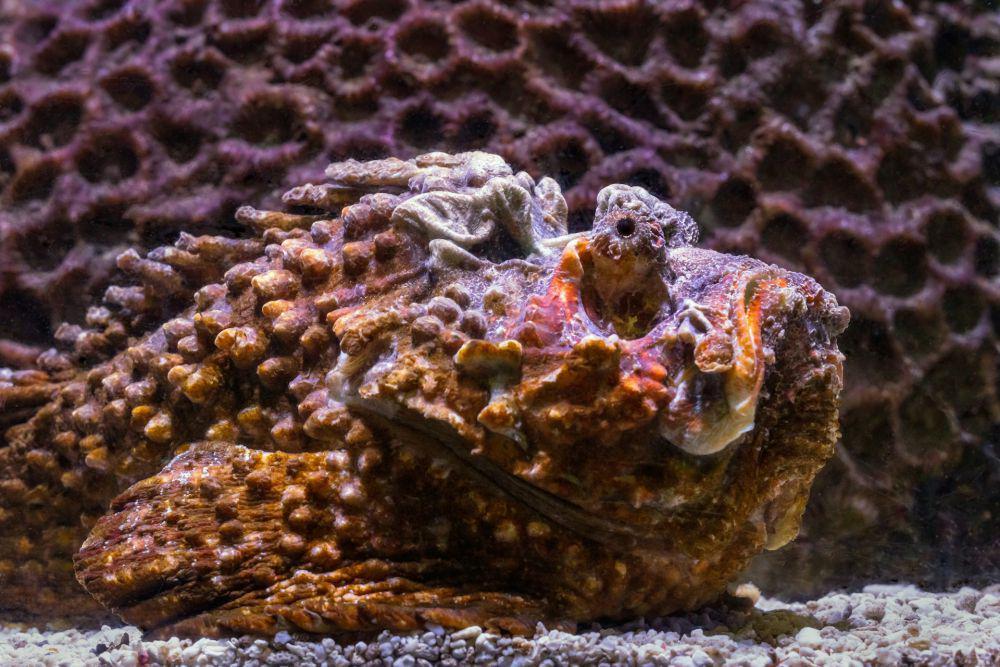 5 Spesies Ikan yang Bisa Menyamar Menjadi Batu Karang