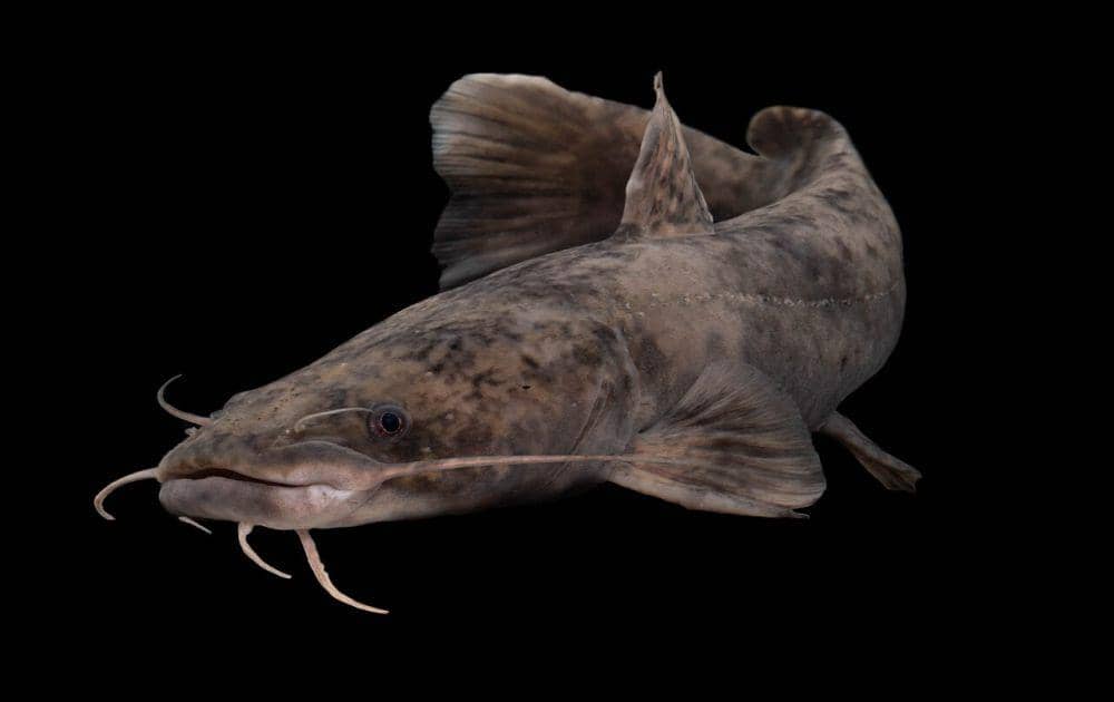 ikan lele lokal ikan endemik yang aman dikonsumsi setiap hari