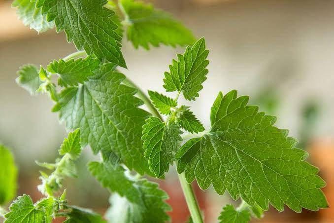 tanaman catnip (dok. thespruce.com)