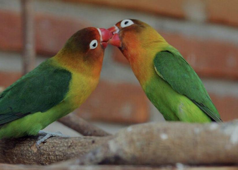 ilustrasi burung love bird (freepik.com/EyeEm)
