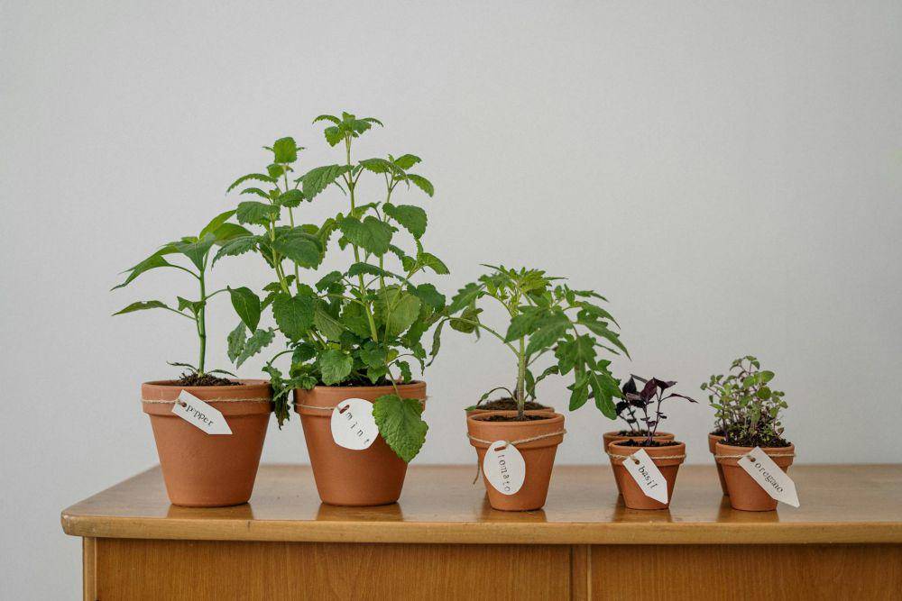 ilustrasi basil plant (pexels.com/CottonbroStudio)
