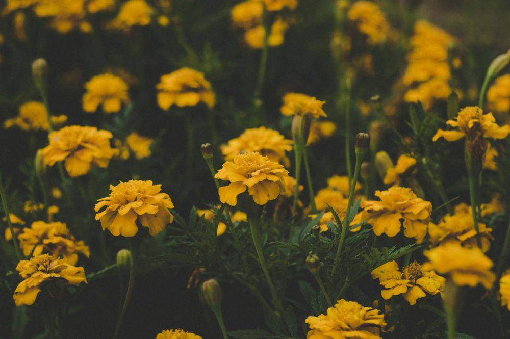 tanaman marigold (pexels.com/DanilaPerevoschikov)