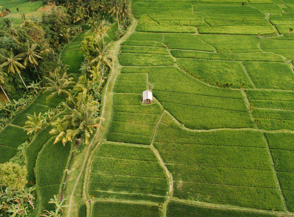 Ubud, Bali (pexels.com/Mikhail Nilov)