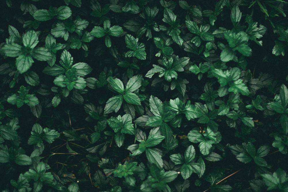 tanaman mint (pexels.com/MuhammadKahirulIddinAdnan)