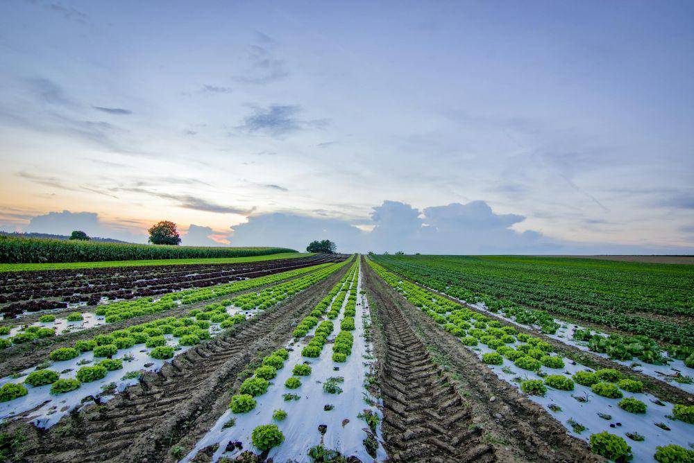 ilustrasi ladang pertanian (pexels.com/Reto Bürkler)