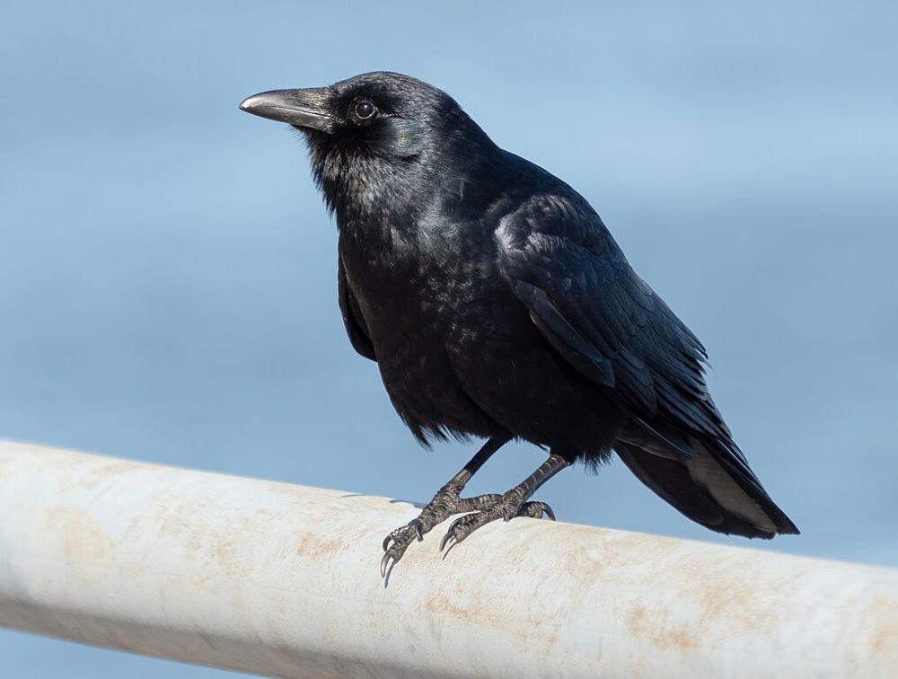 5 Fakta Gagak Ikan, Suka Menyerang Segelintir Spesies Burung