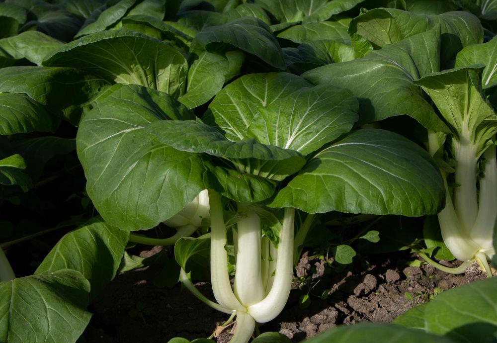7 Tanaman Sayur yang Bisa Dipanen Berkali-kali dari Tanaman yang Sama