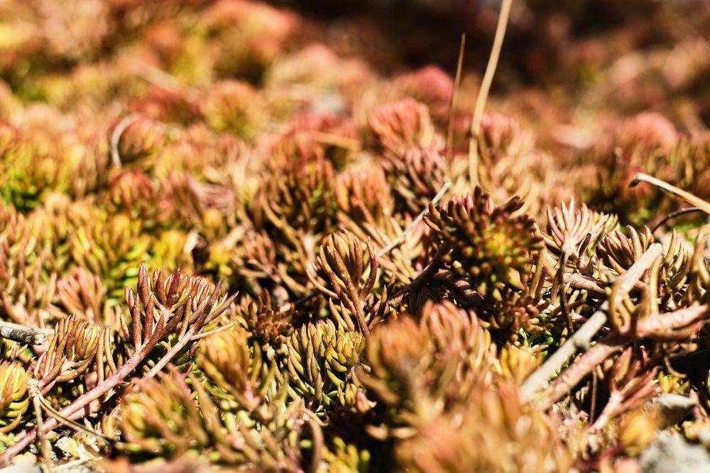 Selaginella lepidophylla (freepik.com/ededchechine)