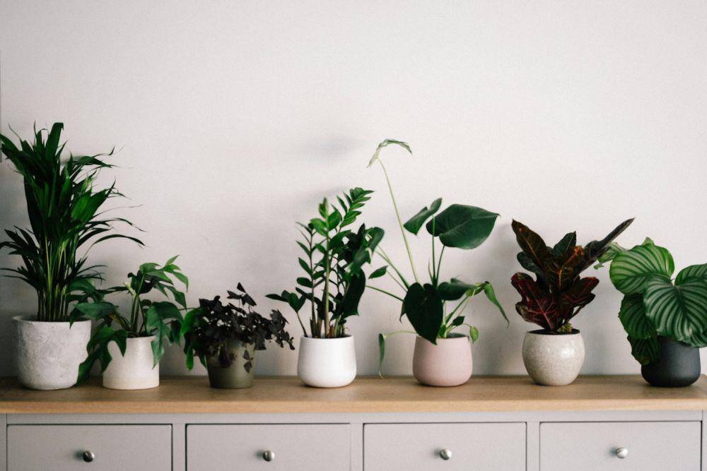 ilustrasi pot tanaman (unsplash.com/Annie Spratt)