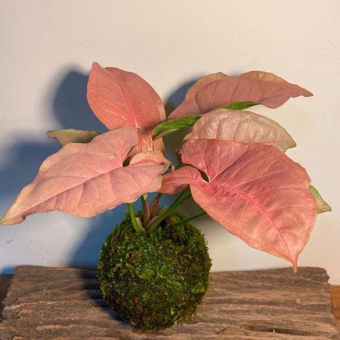 ilustrasi tanaman syngonium pink (tokopedia.com/Plantisme)
