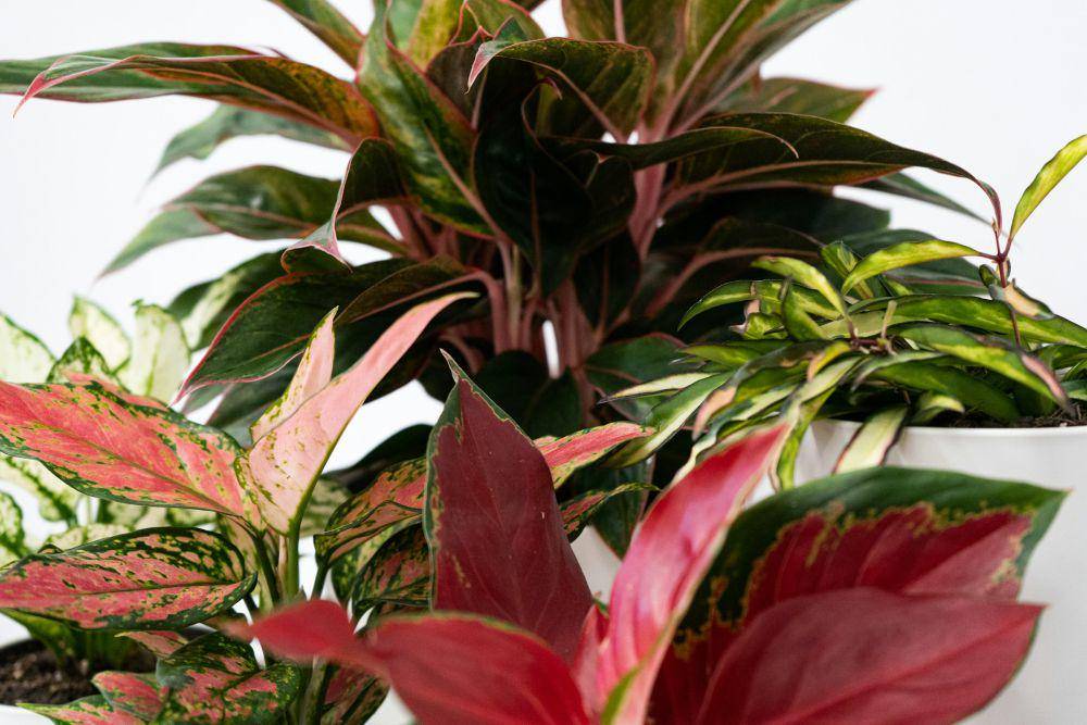 ilustrasi aglaonema pink (unsplash.com/feey)