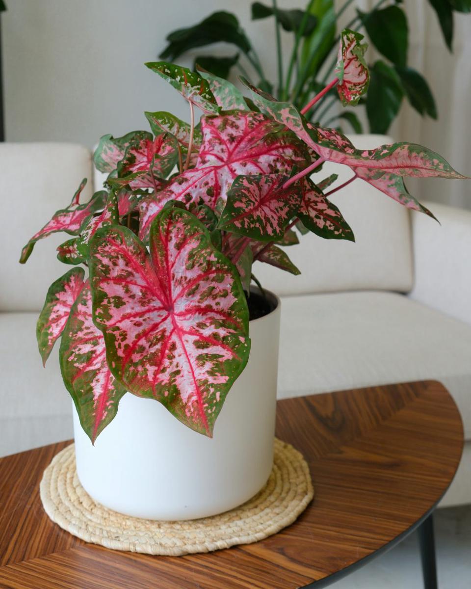 ilustrasi tanaman caladium (unsplash.com/feey)
