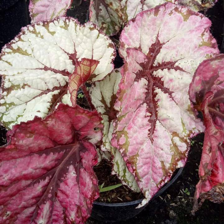 ilustrasi tanaman begonia rex (tokopedia.com/izza's plants)