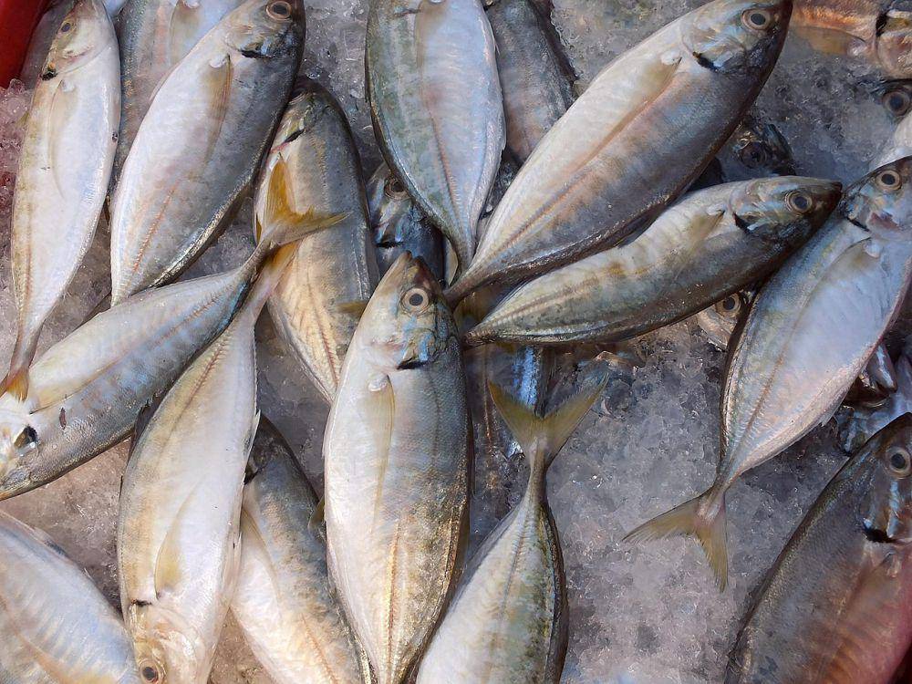 Ikan kembung segar (pixabay.com/BuyMeACoffee)